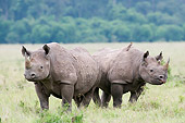 AFW 05 NE0026 01
Black Rhinoceros Mother And Calf Standing On Savanna Kenya