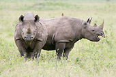 AFW 05 NE0027 01
Black Rhinoceros Mother And Calf Standing On Savanna Kenya