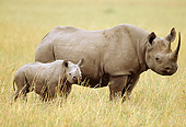 AFW 05 RW0001 01
Mother Black Rhinoceros Standing With Calf On Savanna Kenya