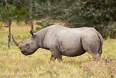 AFW 05 RW0004 01
Black Rhinoceros Walking On Savanna Kenya