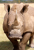 AFW 05 TL0001 01
Portrait Head Shot Of White Rhinoceros Standing On Dry Grass Africa