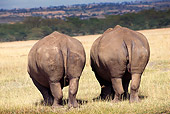 AFW 05 TL0003 01
Rear View Of Two White Rhinos Grazing On Dry Grass By Trees Hills Africa