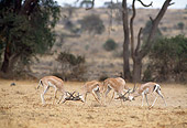 AFW 06 GL0001 01
Grant's Gazelles Fighting In Savanna
