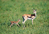 AFW 06 GL0002 01
Thomson's Gazelle Mother With Young Walking In Grassland