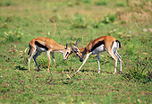AFW 06 GL0003 01
Two Thomson's Gazelles Fighting On Grassland