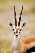 AFW 06 MH0001 01
Head Shot Of Thomson's Gazelle Standing On Savanna Kenya