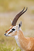 AFW 06 MH0002 01
Head Shot Of Thomson's Gazelle On Savanna Kenya