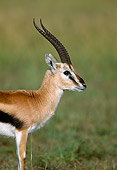 AFW 06 MH0003 01
Head Shot Of Thomson's Gazelle Standing In Grassland