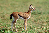 AFW 06 MH0004 01
Young Thomson's Gazelle Standing In Grassland Profile