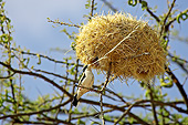 AFW 07 GL0001 01
Sociable Weaver Building Nest In Acacia Tree, Kenya