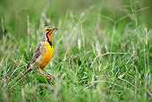 AFW 07 HP0002 01
Cape Longclaw Standing In Grass KwaZulu-Natal, South Africa