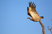AFW 07 HP0003 01
White-Backed Vulture Taking Off From Branch Kruger National Park, South Africa