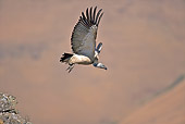 AFW 07 HP0004 01
White-Backed Vulture Flying Through KwaZulu-Natal, South Africa