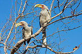 AFW 07 HP0005 01
Two Southern Yellow-Billed Hornbills Perched In Tree Kruger National Park, South Africa