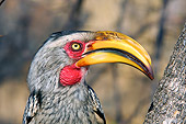 AFW 07 HP0006 01
Head Shot Of Southern Yellow-Billed Hornbill Kruger National Park, South Africa