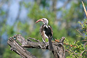 AFW 07 HP0007 01
Southern Yellow-Billed Hornbill Perched On Branch Kruger National Park, South Africa