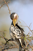 AFW 07 HP0008 01
Southern Yellow-Billed Hornbill Preening Feathers Kruger National Park, South Africa