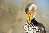 AFW 07 HP0009 01
Southern Yellow-Billed Hornbill Preening Feathers Kruger National Park, South Africa