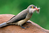 AFW 07 HP0012 01
Close-Up Of Red-Billed Oxpecker Collecting Fur From Livestock