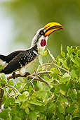 AFW 07 MC0001 01
Yellow-Billed Hornbill Male Perched On Tree Branch Kenya