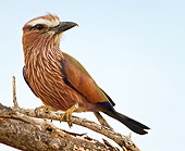 AFW 07 MC0003 01
Rufous-Crowned Roller Perched On Tree Branch Kenya