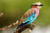 AFW 07 MC0004 01
Lilac-Breasted Roller Perched On Tree Tanzania