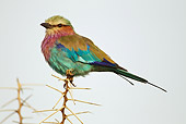 AFW 07 MC0005 01
Lilac-Breasted Roller Perched On Tree Tanzania
