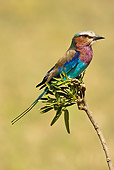AFW 07 MC0008 01
Lilac-Breasted Roller Perched On Tree Limb Masai Mara, Kenya