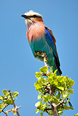 AFW 07 MC0009 01
Lilac-Breasted Roller Perched On Tree Limb Masai Mara, Kenya