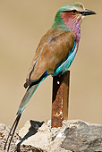 AFW 07 MC0010 01
Lilac-Breasted Roller Perched On Rusty Post Lake Nakuru, Kenya