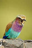AFW 07 MC0011 01
Lilac-Breasted Roller Eating Bugs On Rocks Lake Nakuru, Kenya
