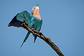 AFW 07 MC0012 01
Lilac-Breasted Roller Singing On Tree Branch In Masai Mara Game Reserve, Kenya