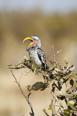 AFW 07 MC0013 01
Yellow-Billed Hornbill Perched On Branch In Savute Marsh, Botswana