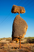AFW 07 MH0001 01
Sociable Weaver Community Nest On Telephone Pole In Namibia