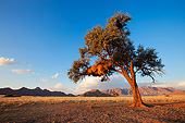 AFW 07 MH0002 01
Sociable Weaver Community Nest In Tree In Namibia