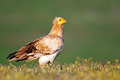 AFW 07 WF0001 01
Egyptian Vulture Standing In Grass