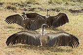 AFW 07 NE0001 01
Three African White-Backed Vultures Sitting On Savanna Spreading Wings Kenya