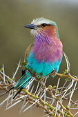 AFW 07 NE0002 01
Lilac-Breasted Roller Perching On Thorns Kenya