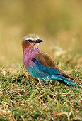 AFW 07 TL0001 01
Portrait Of Lilac-Breasted Roller Kenya