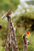 AFW 07 TL0002 01
Two Red-And-Yellow Barbets Perching On Tree Stumps