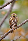 AFW 07 TL0003 01
Pearl-spotted Owlet Feeding On Lizard Zimbabwe