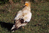 AFW 07 TL0004 01
Egyptian Vulture Standing On Grass Africa
