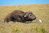 AFW 08 GL0001 01
African Buffalo Laying In Savanna By Cattle Egret Kenya