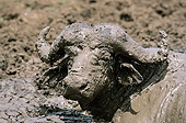 AFW 08 GL0002 01
Close-Up Of African Buffalo Having Mud Bath In Serengeti Park, Tanzania