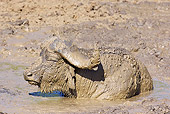 AFW 08 HP0003 01
Cape Buffalo Taking Mud Bath Kruger National Park, South Africa