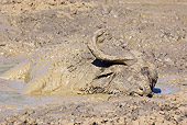 AFW 08 HP0004 01
Cape Buffalo Resting In Mud Bath Kruger National Park, South Africa