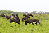 AFW 08 HP0005 01
Herd Of Cape Buffalo Grazing In Meadow Kruger National Park, South Africa