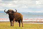 AFW 08 MC0002 01
African Buffalo Standing On Savanna Near Water And Flamingos Kenya