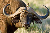 AFW 08 MC0003 01
Head Shot Of African Buffalo Standing On Savanna Kenya
