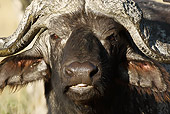 AFW 08 MC0004 01
Head Shot Of African Buffalo Standing On Savanna Kenya